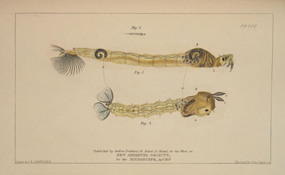 Larva and Pupa of a Straw-coloured Plumed Culex or Gnat