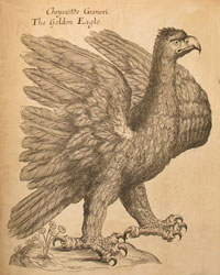 Illustration of a Golden Eagle from TAB.I