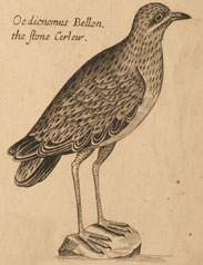 The same bird from TAB.LXXVII