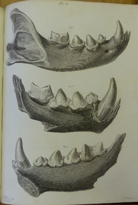 Buckland plate 4