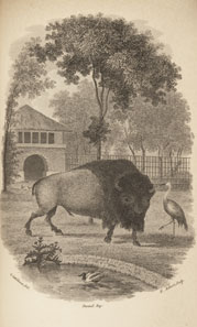 buffalo small