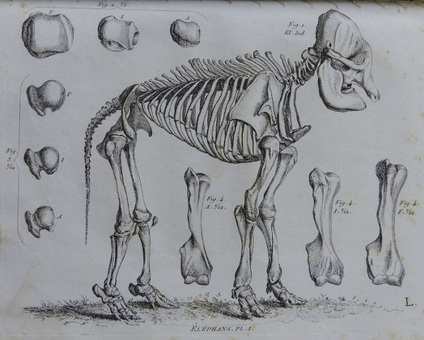Cuvier Elephant