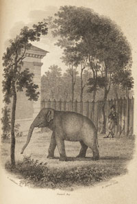 elephant small