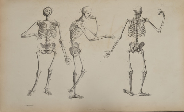 Flaxman plate skeletons