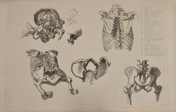 Flaxman plate