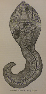 Houghton tadpole illustration