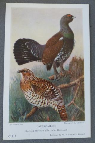 Capercaillie postcard