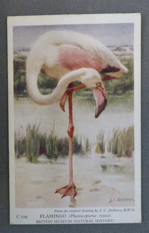 Flamingo postcard