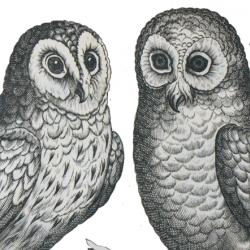 The head of an ostrich and two owls sitting on a branch. Engravings.