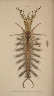 Larva of a species of British Hydrophilus, or Water Lover