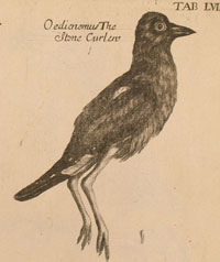Stone Curlew from TAB.LVIII, called a 'distorted horror' by Charles Raven (p.322)