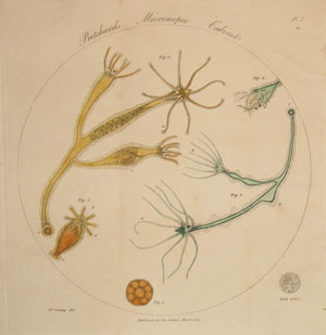 This frontispiece from The microscopic cabinet 'exhibits a magnified view of a group of polype in different states of contraction, with their prey within them; a small circle shows them of the real size'