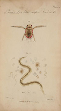 'Notonecta or boatfly' (fig 1) together with a magnified view of a 'mature animalcule'