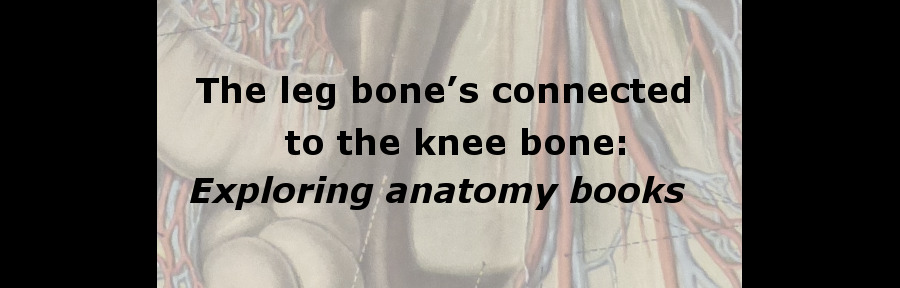Anatomy title