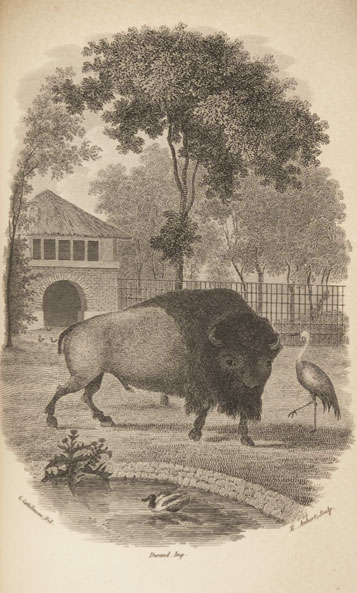 buffalo large