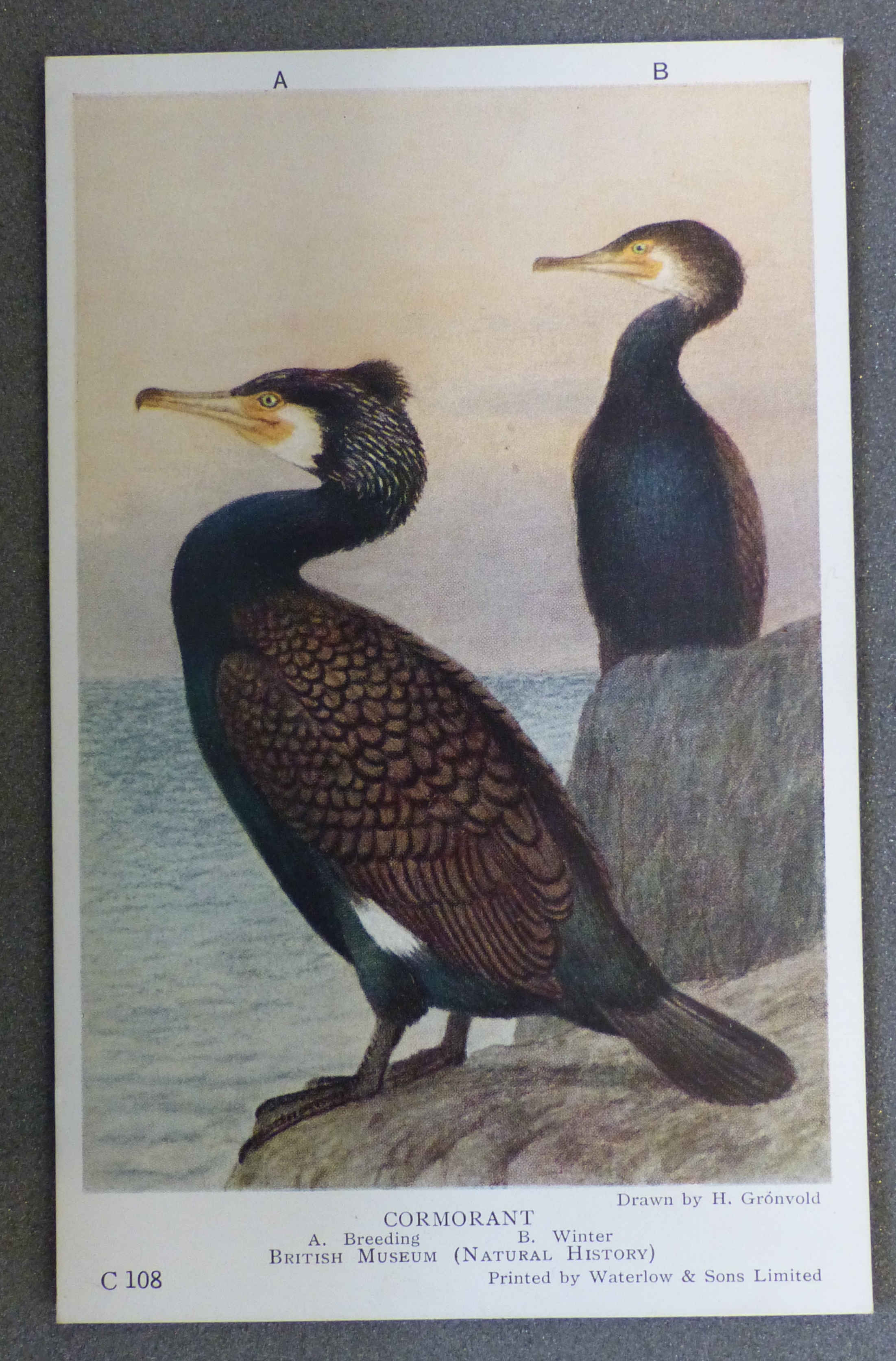 Cormorant postcard