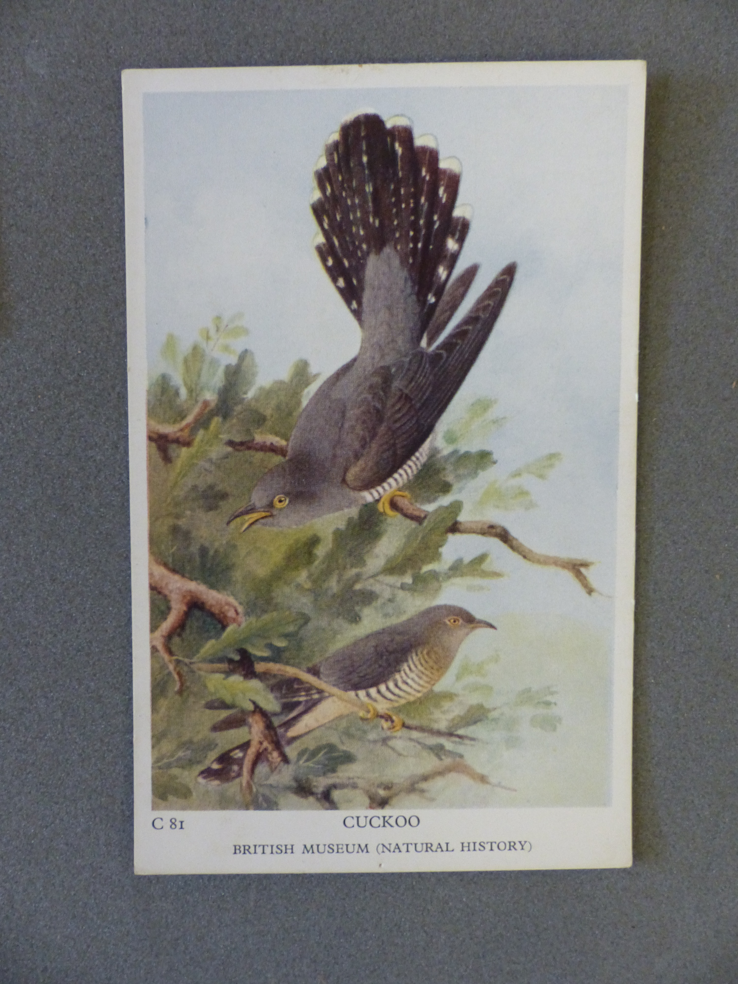 Cuckoo postcard
