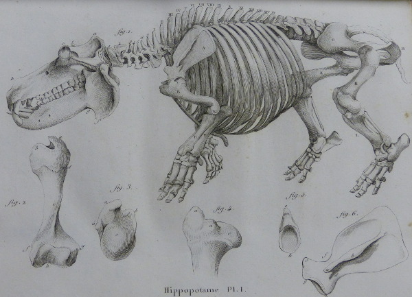 Cuvier Hippo