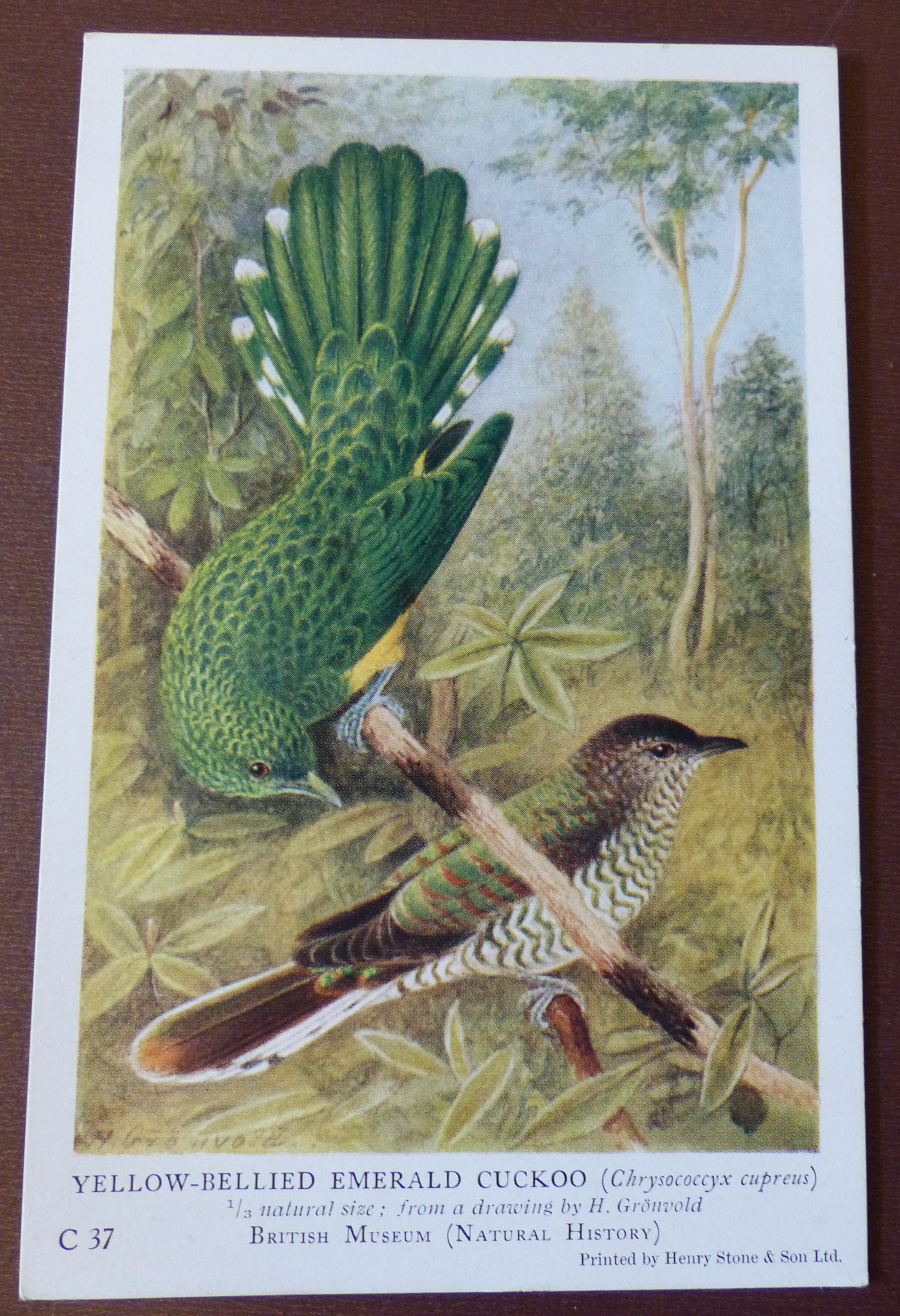 Emerald cuckoo