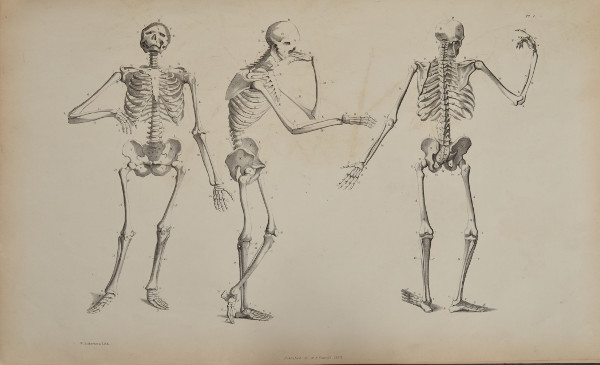 Lithograph of three skeletons, in various upright poses