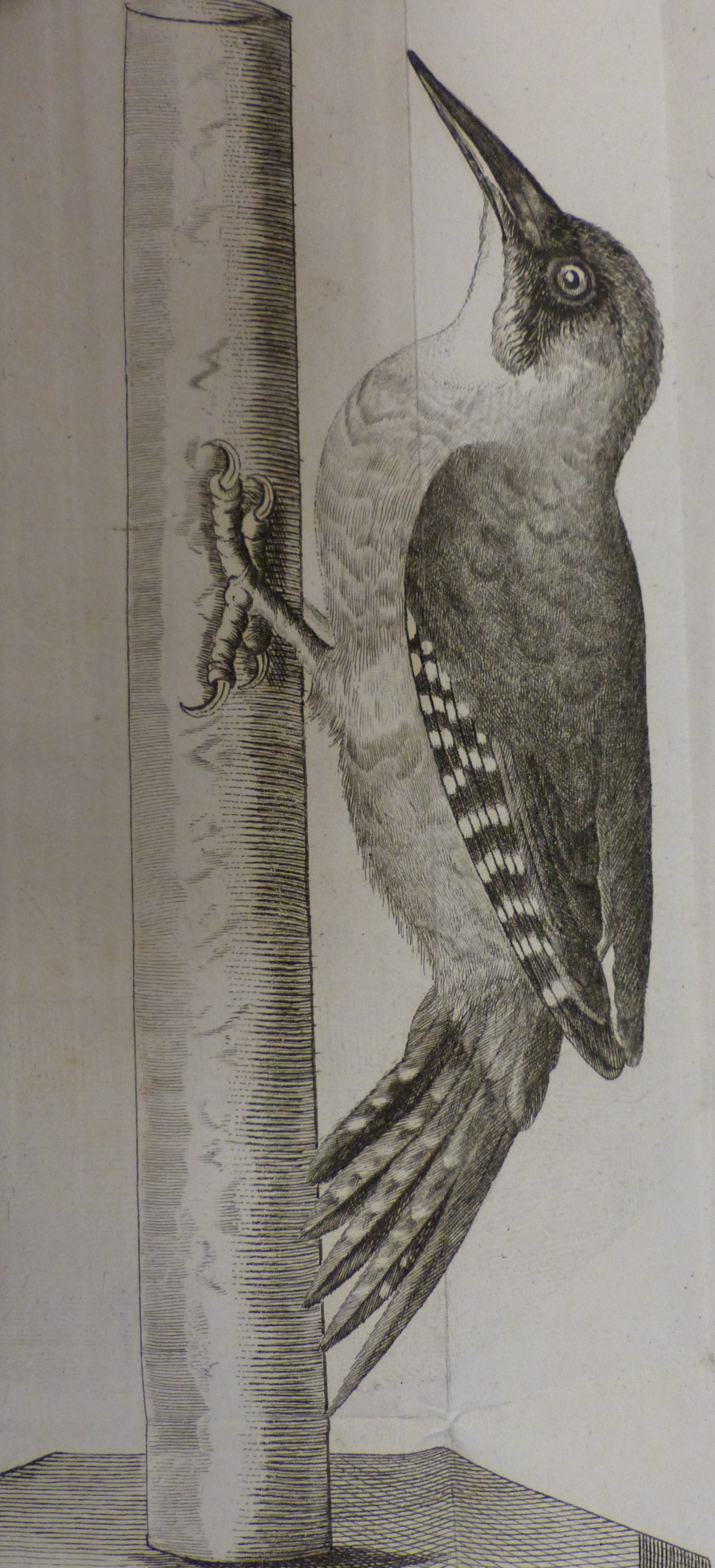Fontenille Woodpecker plate