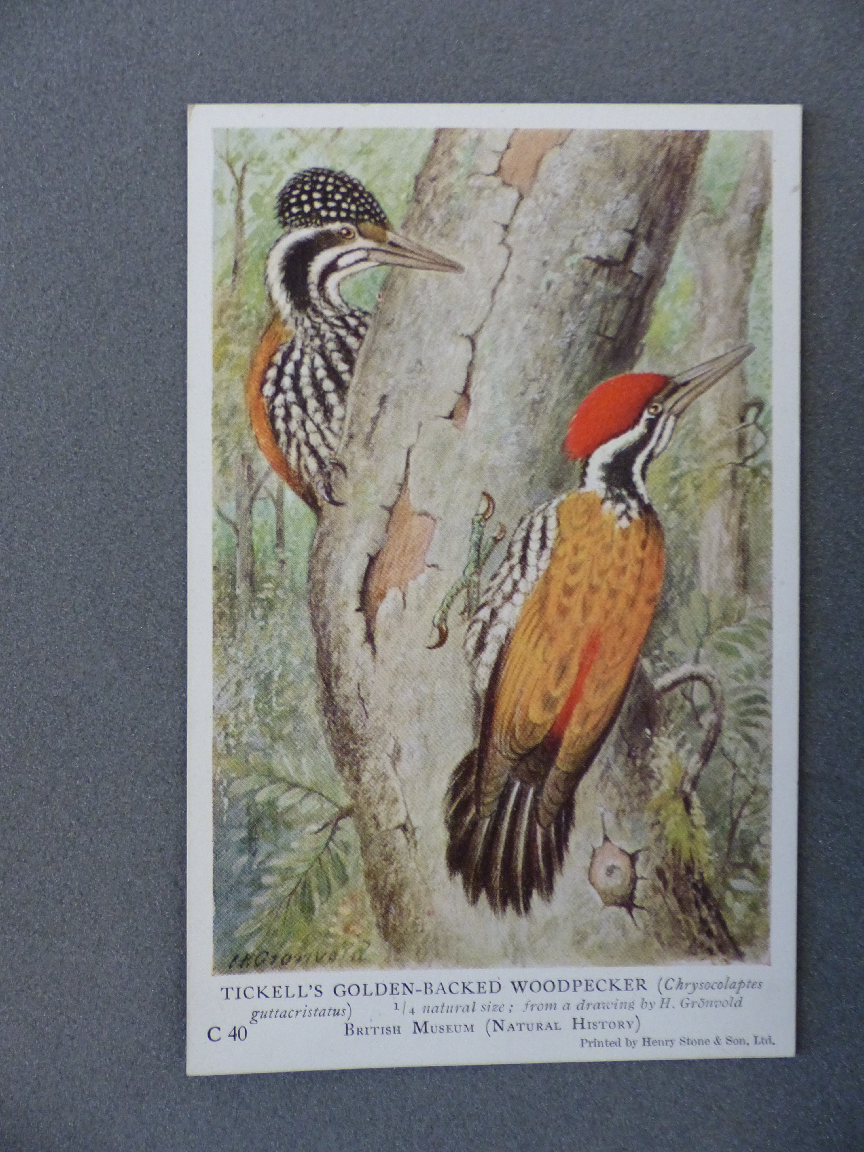 Tickells woodpecker
