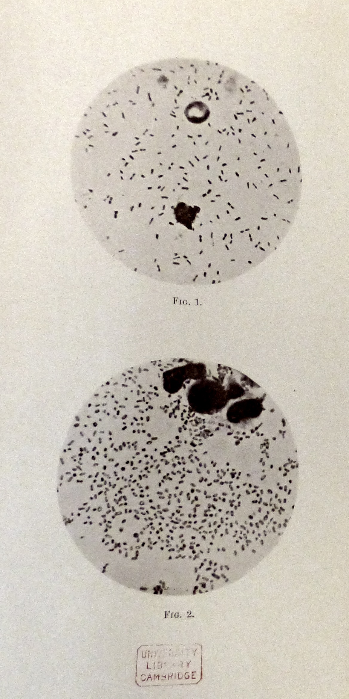 Studies in the bacteriology and etiology of oriental plague. Klein, E. London, New York: Macmillan and co., limited, 1906. Cambridge University Library: 310.c.90.106